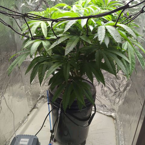 Moroccan Girl Scout Cookies  growlog timeline photo