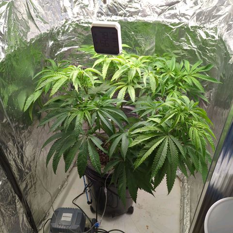 Moroccan Girl Scout Cookies  growlog photo: Ready to Flower? Some ties added