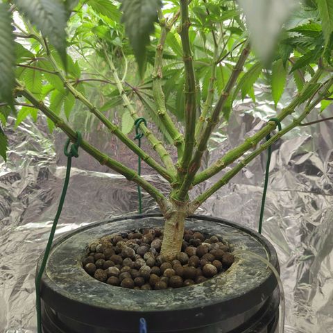 Moroccan Girl Scout Cookies  growlog timeline photo