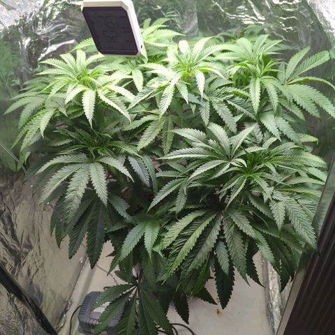 Moroccan Girl Scout Cookies  growlog photo: AM