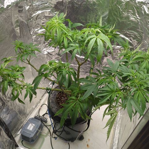 Moroccan Girl Scout Cookies  growlog photo: Defoliation prep for Flowering 