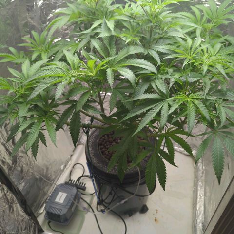 Moroccan Girl Scout Cookies  growlog photo: Flower start