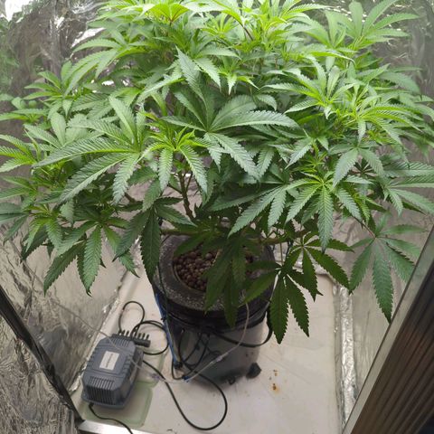 Moroccan Girl Scout Cookies  growlog timeline photo