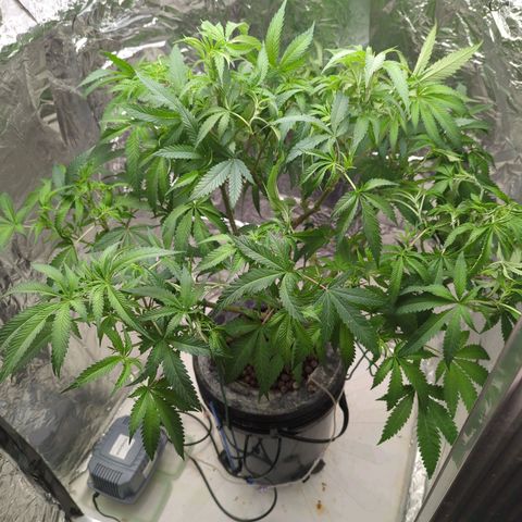 Moroccan Girl Scout Cookies  growlog photo: More defoliation 