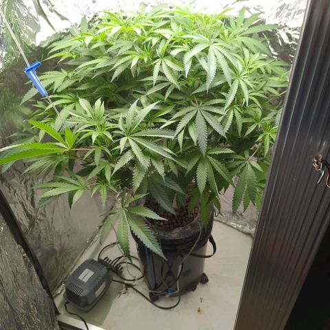 Moroccan Girl Scout Cookies  growlog timeline photo