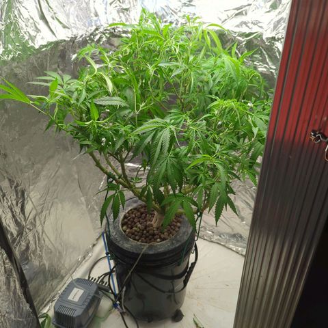 Moroccan Girl Scout Cookies  growlog timeline photo