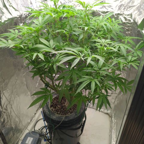 Moroccan Girl Scout Cookies  growlog timeline photo