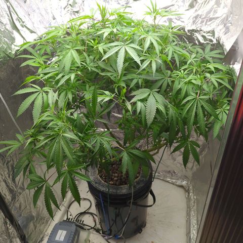 Moroccan Girl Scout Cookies  growlog timeline photo