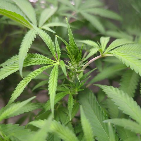 Moroccan Girl Scout Cookies  growlog photo: Pistels forming!