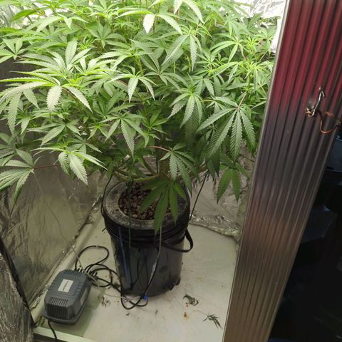 Moroccan Girl Scout Cookies  growlog timeline photo