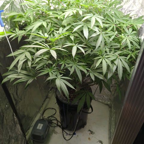 Moroccan Girl Scout Cookies  growlog timeline photo