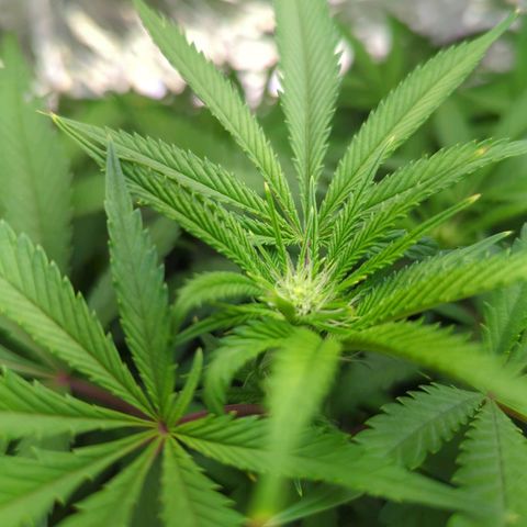 Moroccan Girl Scout Cookies  growlog timeline photo