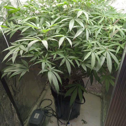Moroccan Girl Scout Cookies  growlog timeline photo