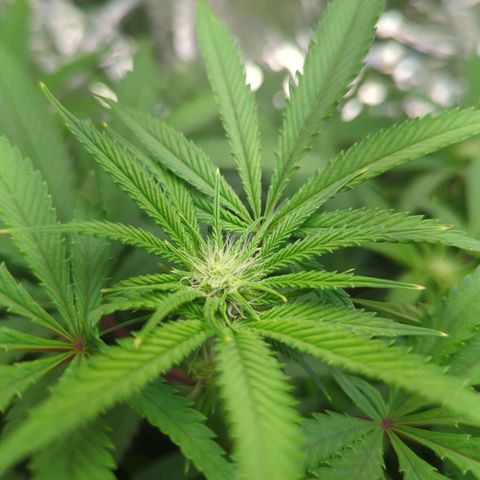 Moroccan Girl Scout Cookies  growlog timeline photo