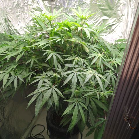 Moroccan Girl Scout Cookies  growlog timeline photo