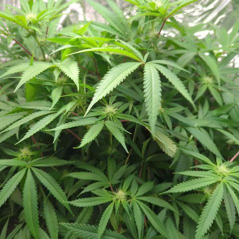Moroccan Girl Scout Cookies  growlog timeline photo
