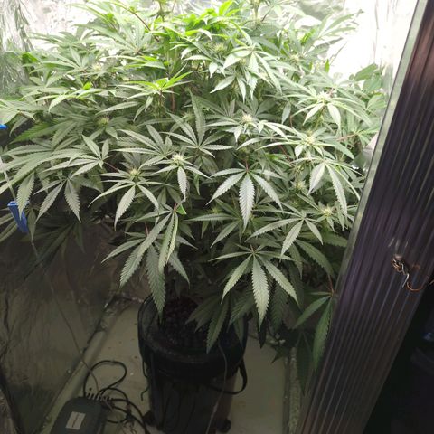 Moroccan Girl Scout Cookies  growlog timeline photo