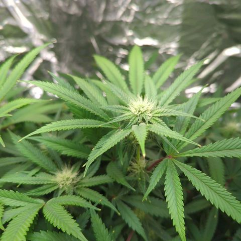 Moroccan Girl Scout Cookies  growlog timeline photo