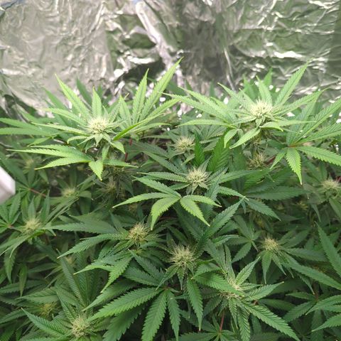 Moroccan Girl Scout Cookies  growlog timeline photo