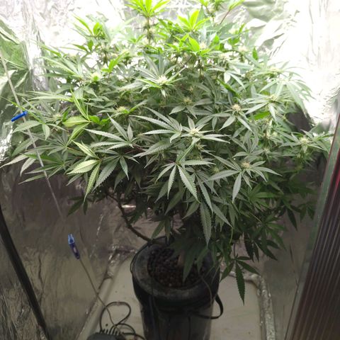 Moroccan Girl Scout Cookies  growlog timeline photo