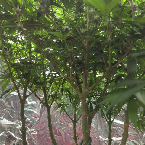 Moroccan Girl Scout Cookies  growlog timeline photo