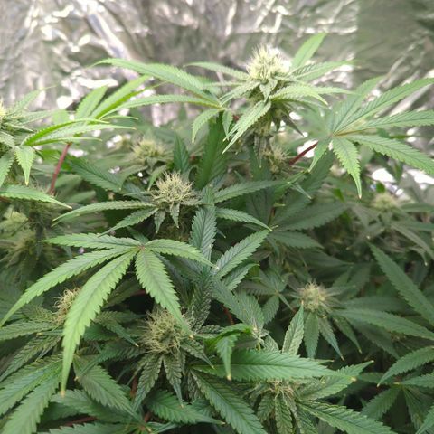 Moroccan Girl Scout Cookies  growlog timeline photo