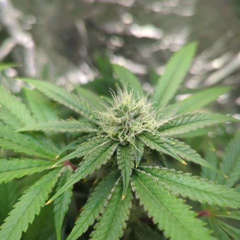Moroccan Girl Scout Cookies  growlog timeline photo