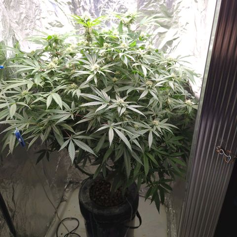 Moroccan Girl Scout Cookies  growlog timeline photo