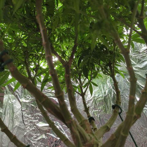 Moroccan Girl Scout Cookies  growlog timeline photo