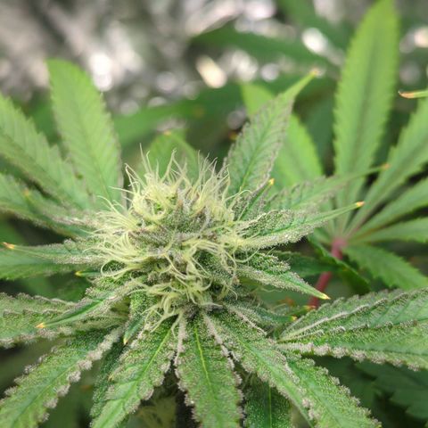 Moroccan Girl Scout Cookies  growlog timeline photo
