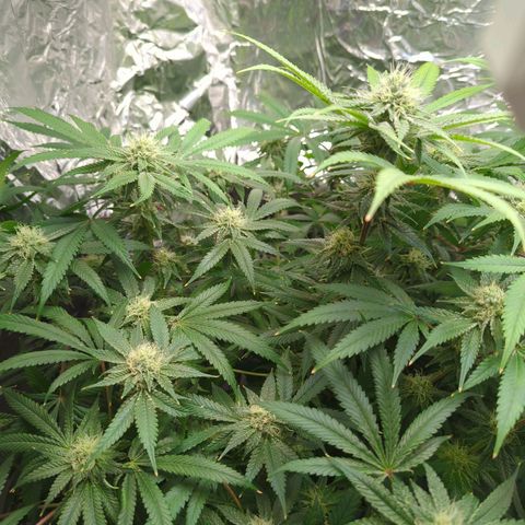 Moroccan Girl Scout Cookies  growlog timeline photo