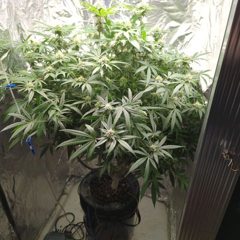 Moroccan Girl Scout Cookies  growlog timeline photo