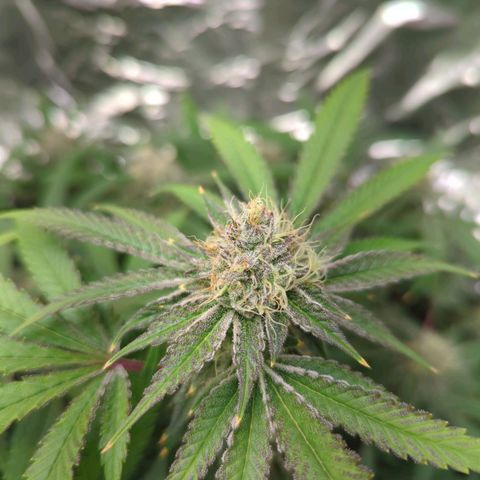 Moroccan Girl Scout Cookies  growlog timeline photo