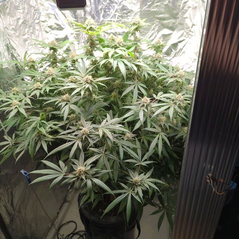 Moroccan Girl Scout Cookies  growlog timeline photo