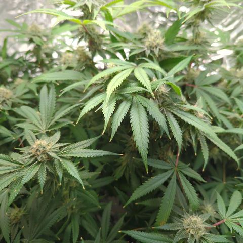 Moroccan Girl Scout Cookies  growlog timeline photo