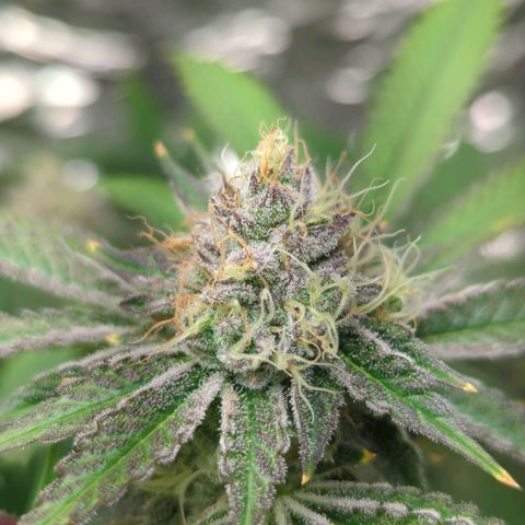 Moroccan Girl Scout Cookies  growlog timeline photo