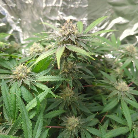 Moroccan Girl Scout Cookies  growlog timeline photo