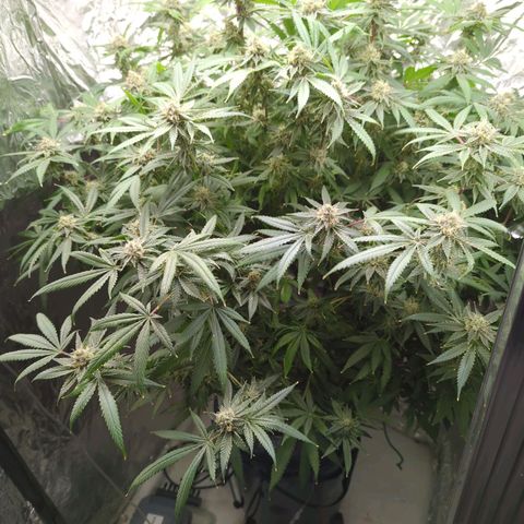 Moroccan Girl Scout Cookies  growlog timeline photo