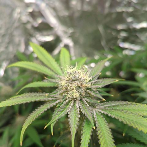 Moroccan Girl Scout Cookies  growlog timeline photo