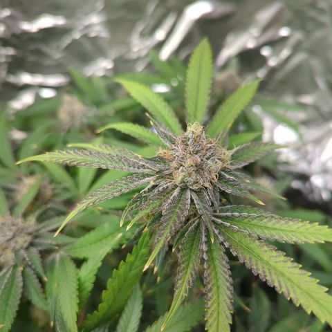 Moroccan Girl Scout Cookies  growlog timeline photo