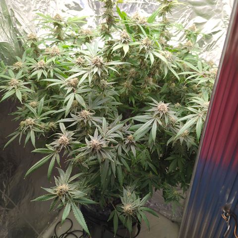 Moroccan Girl Scout Cookies  growlog timeline photo