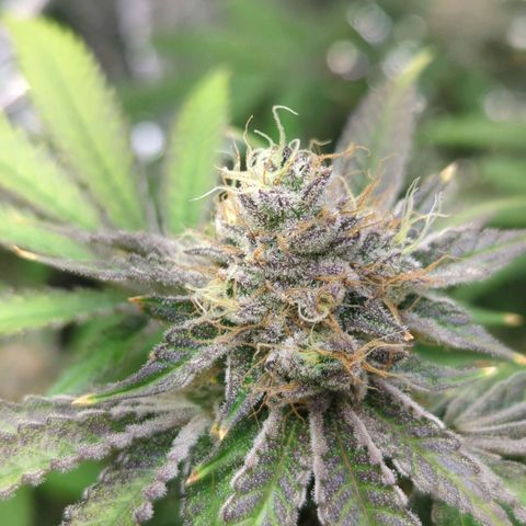 Moroccan Girl Scout Cookies  growlog timeline photo