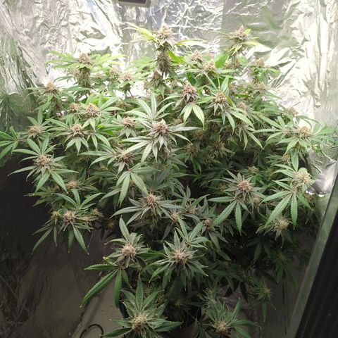 Moroccan Girl Scout Cookies  growlog timeline photo