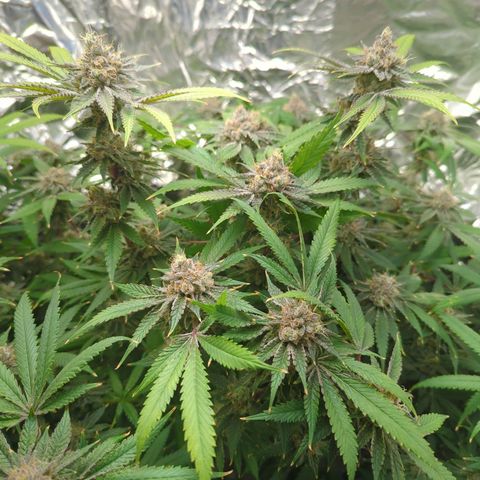Moroccan Girl Scout Cookies  growlog timeline photo