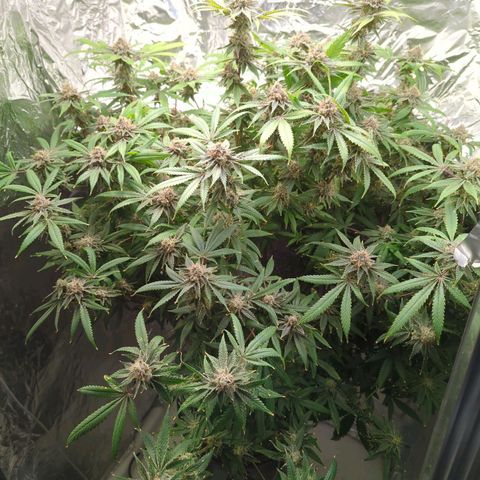 Moroccan Girl Scout Cookies  growlog timeline photo