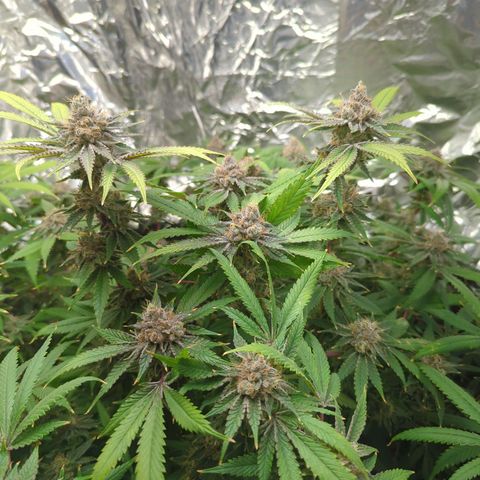 Moroccan Girl Scout Cookies  growlog timeline photo
