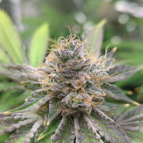 Moroccan Girl Scout Cookies  growlog timeline photo