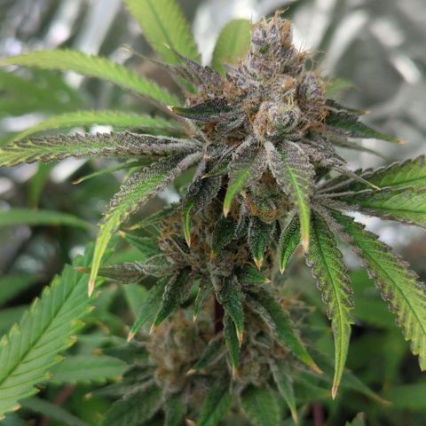Moroccan Girl Scout Cookies  growlog timeline photo