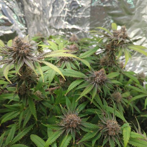 Moroccan Girl Scout Cookies  growlog timeline photo