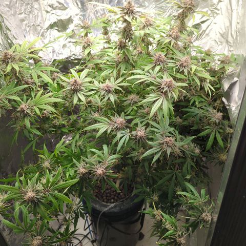 Moroccan Girl Scout Cookies  growlog timeline photo